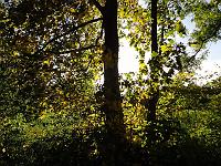 Landschaften 88  Waldstimmung am 17.10.2013