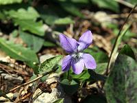 Pflanzen 273  Wald-Veilchen (Viola reichenbachiana) am Gardasee, 14.04.2015.