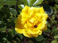 Pflanzen 68  Eine Rose mit einem Junik&auml;fer im Juni 2009 in Gr&uuml;nau im Almtal.