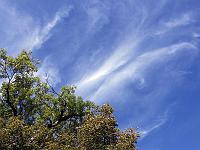 Wolken 27  Cirruswolken am 03.10.2013 &uuml;ber dem Landesgest&uuml;t Marbach.