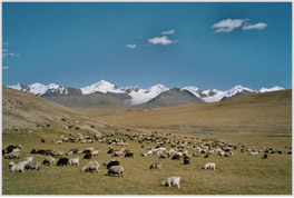 Schafzucht in Grönland
