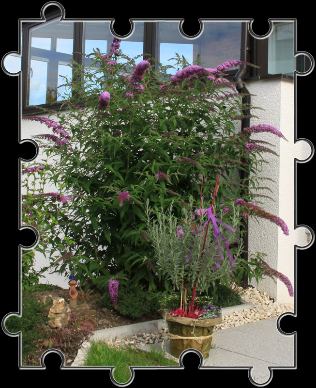 Unsere Buddleja im Garten