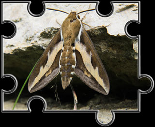 Labkrautschwaermer Labkrautschwaermer