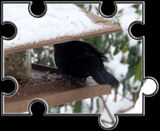 Amsel Amsel